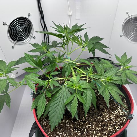 A-TT growlog photo: D29