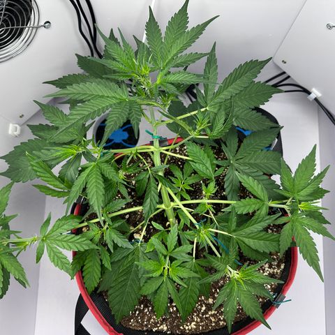 A-TT growlog photo: D29