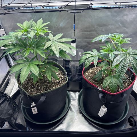 T2-TC growlog photo: D34 for both
