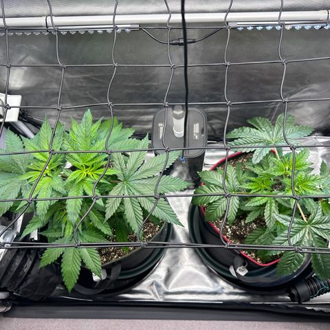 T2-TC growlog photo: D34 for both