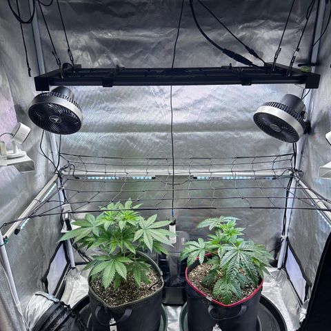 T2-TC growlog photo: D34 for both