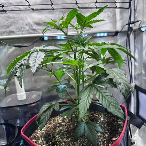 T1-GG4S growlog photo: D36