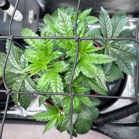 T1-GG4S growlog photo: D36