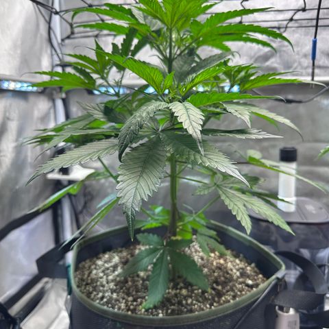 T2-TC growlog photo: D36