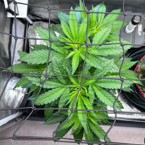 T2-TC growlog photo: D36