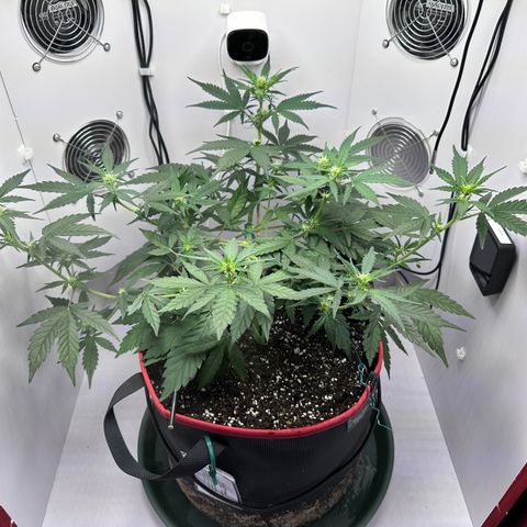 A-TT growlog photo: D36