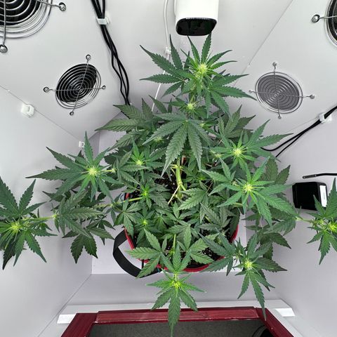 A-TT growlog photo: D36