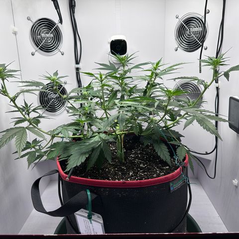 A-TT growlog photo: D36