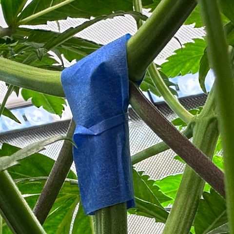 T2-TC growlog photo: D42