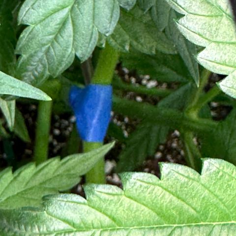 T2-TC growlog photo: D42
