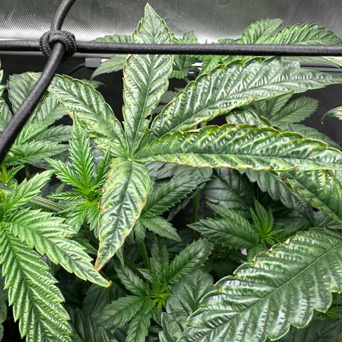 T1-GG4S growlog photo: D43