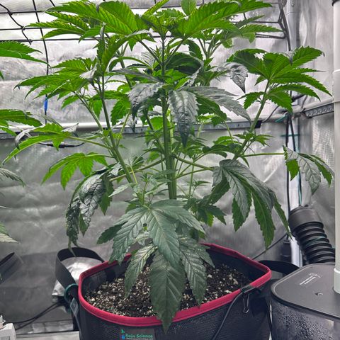T1-GG4S growlog photo: D43