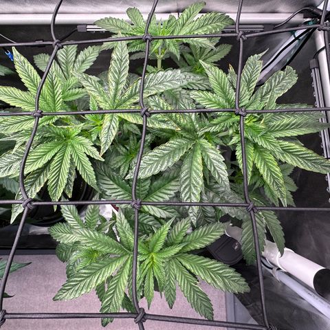 T1-GG4S growlog photo: D43