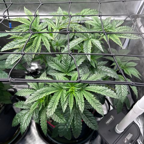 T1-GG4S growlog photo: D43