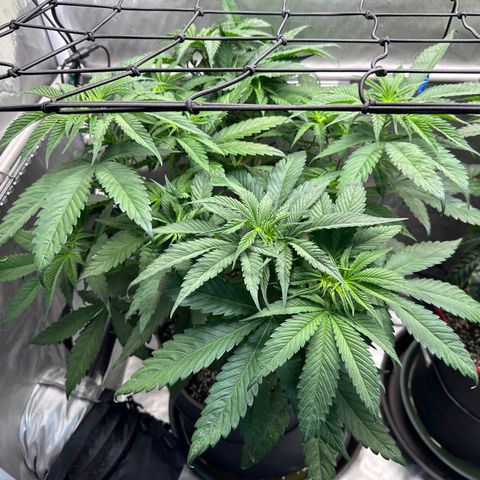T2-TC growlog photo: D43