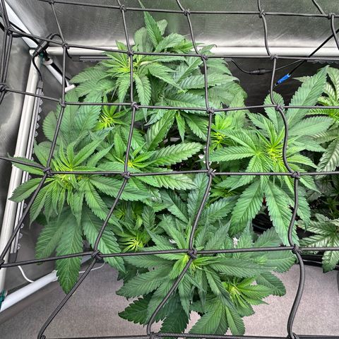 T2-TC growlog photo: D43
