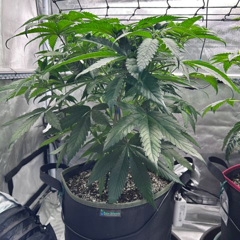 T2-TC growlog photo: D43