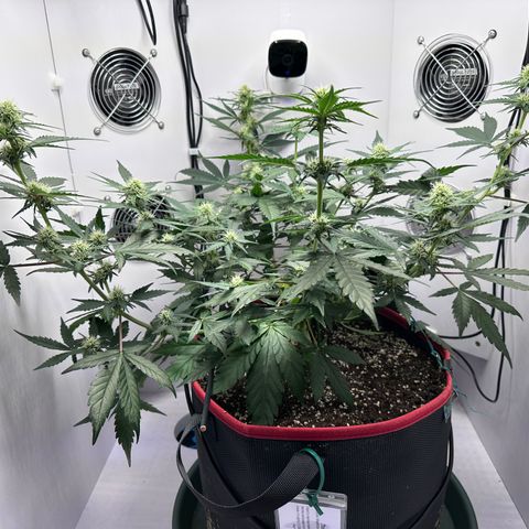 A-TT growlog photo: D43