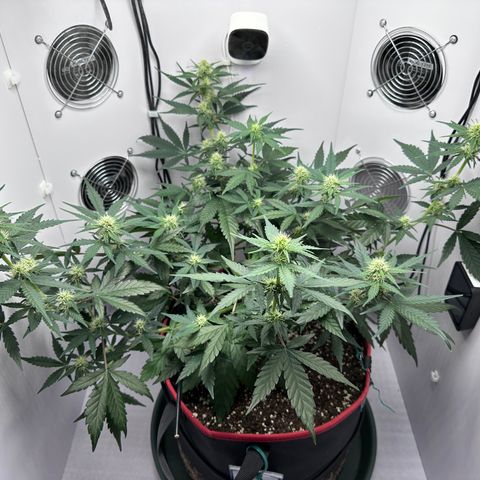 A-TT growlog photo: D43