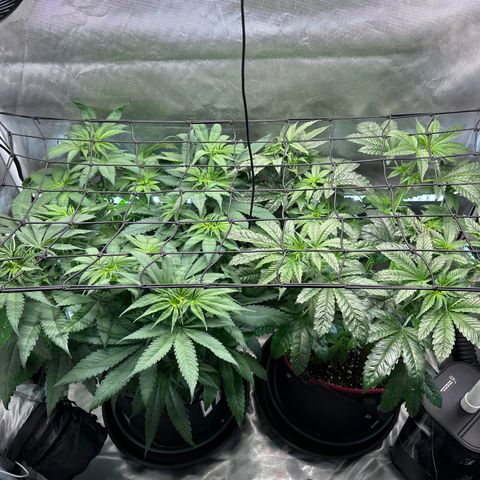T2-TC growlog photo: D47