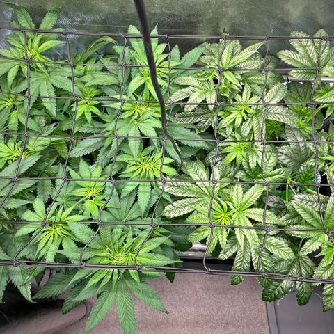 T2-TC growlog photo: D47