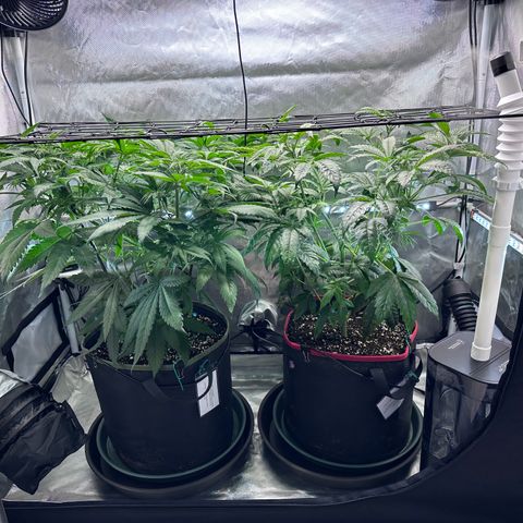 T2-TC growlog photo: D47
