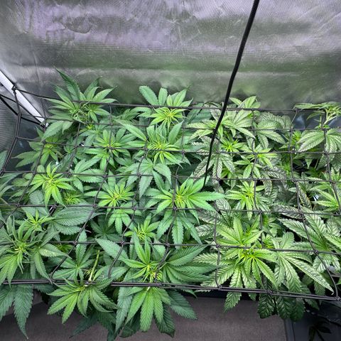 T1-GG4S growlog photo: D50
