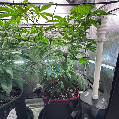 T1-GG4S growlog photo: D50