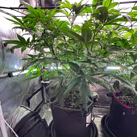 T2-TC growlog photo: D50