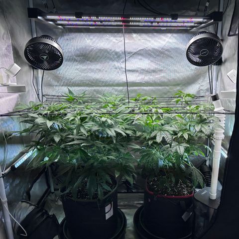 T2-TC growlog photo: D50
