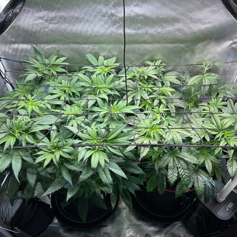 T2-TC growlog photo: D50
