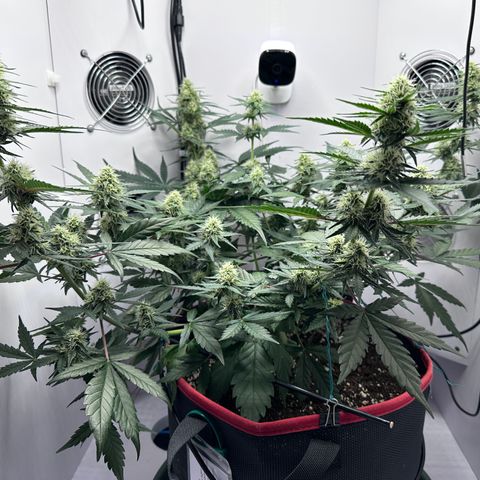 A-TT growlog photo: D50