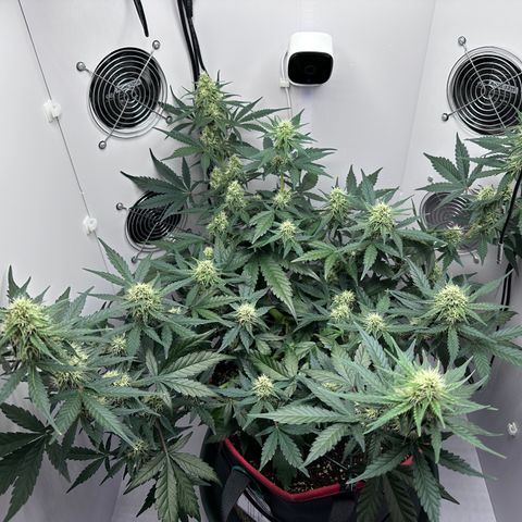 A-TT growlog photo: D50