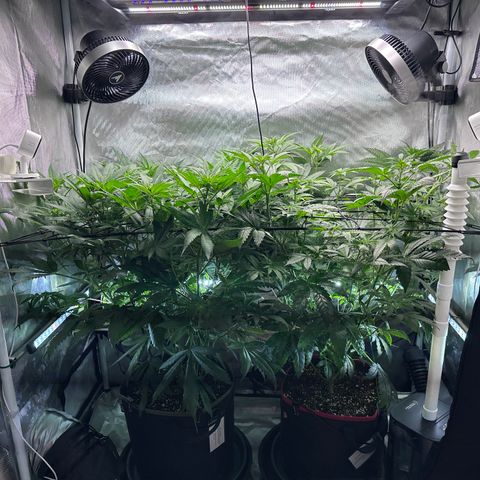 T1-GG4S growlog photo: D57