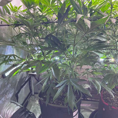 T1-GG4S growlog photo: D57