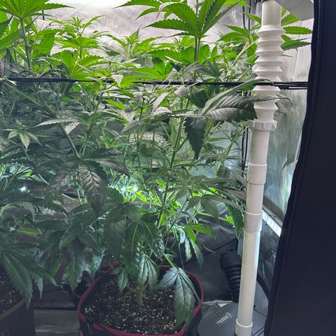 T2-TC growlog photo: D57