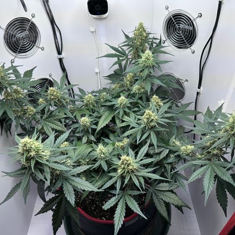 A-TT growlog photo: D57