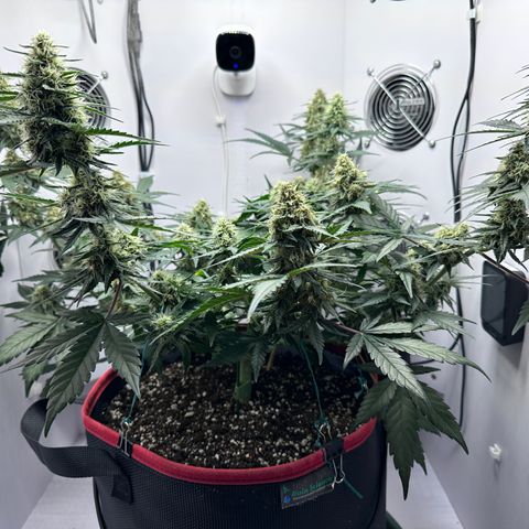 A-TT growlog photo: D57