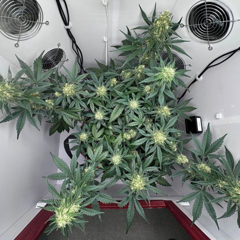 A-TT growlog photo: D57