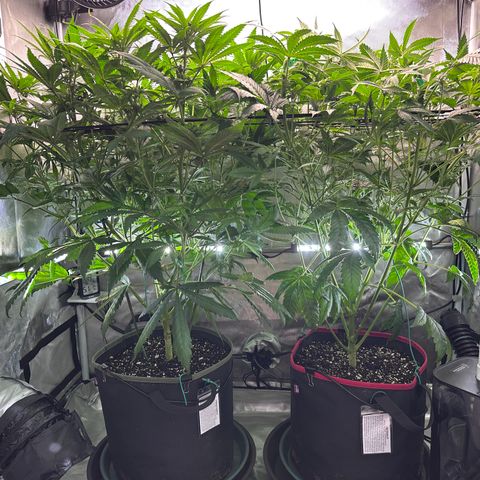 T2-TC growlog photo: D61
