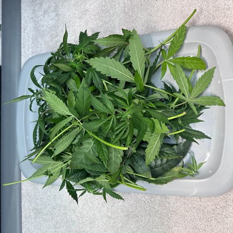 T2-TC growlog photo: D61