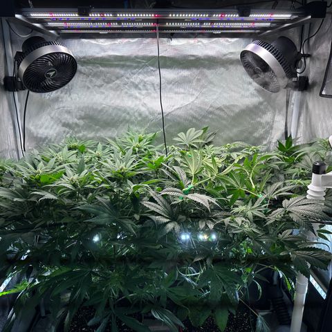 T2-TC growlog photo: D61