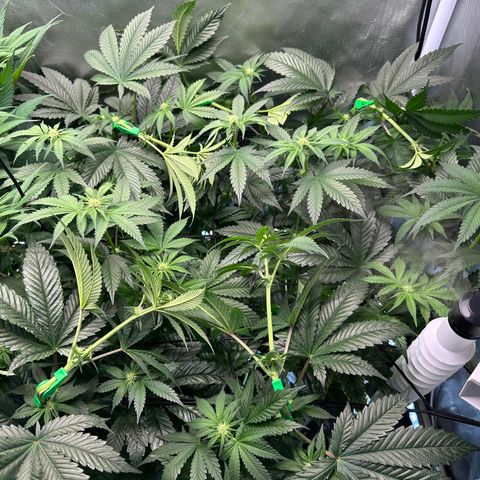 T1-GG4S growlog photo: D61