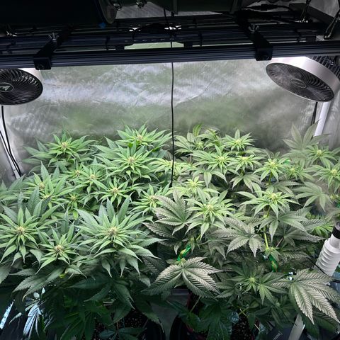 T1-GG4S growlog photo: D63