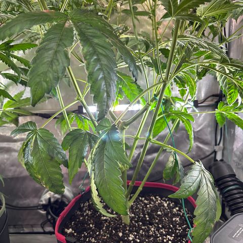 T1-GG4S growlog photo: D63