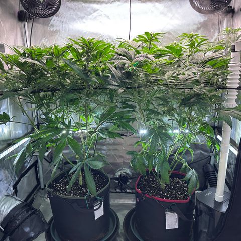 T1-GG4S growlog photo: D63