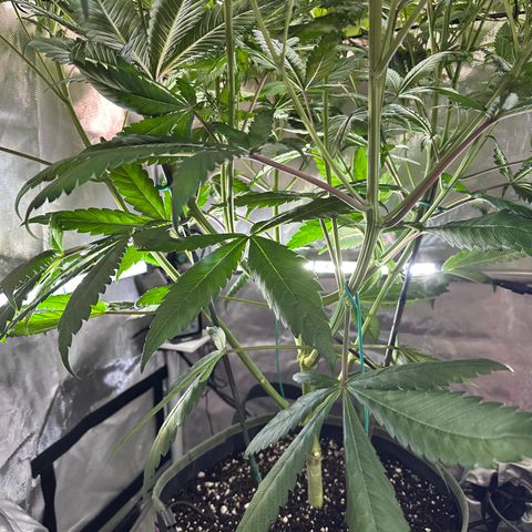 T2-TC growlog photo: D63