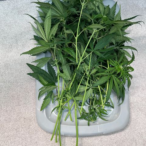 T2-TC growlog photo: D63