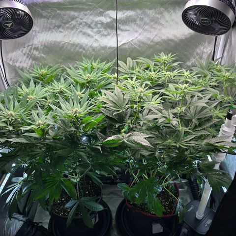 T1-GG4S growlog photo: D64