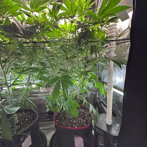 T1-GG4S growlog photo: D64